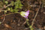 Longstalk cranesbill